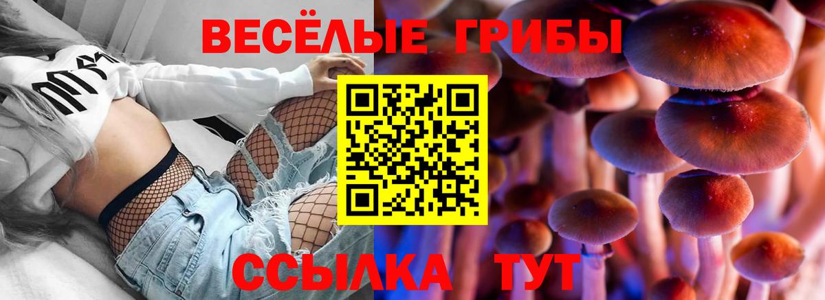 Псилоцибиновые грибы Psilocybine cubensis Камышлов
